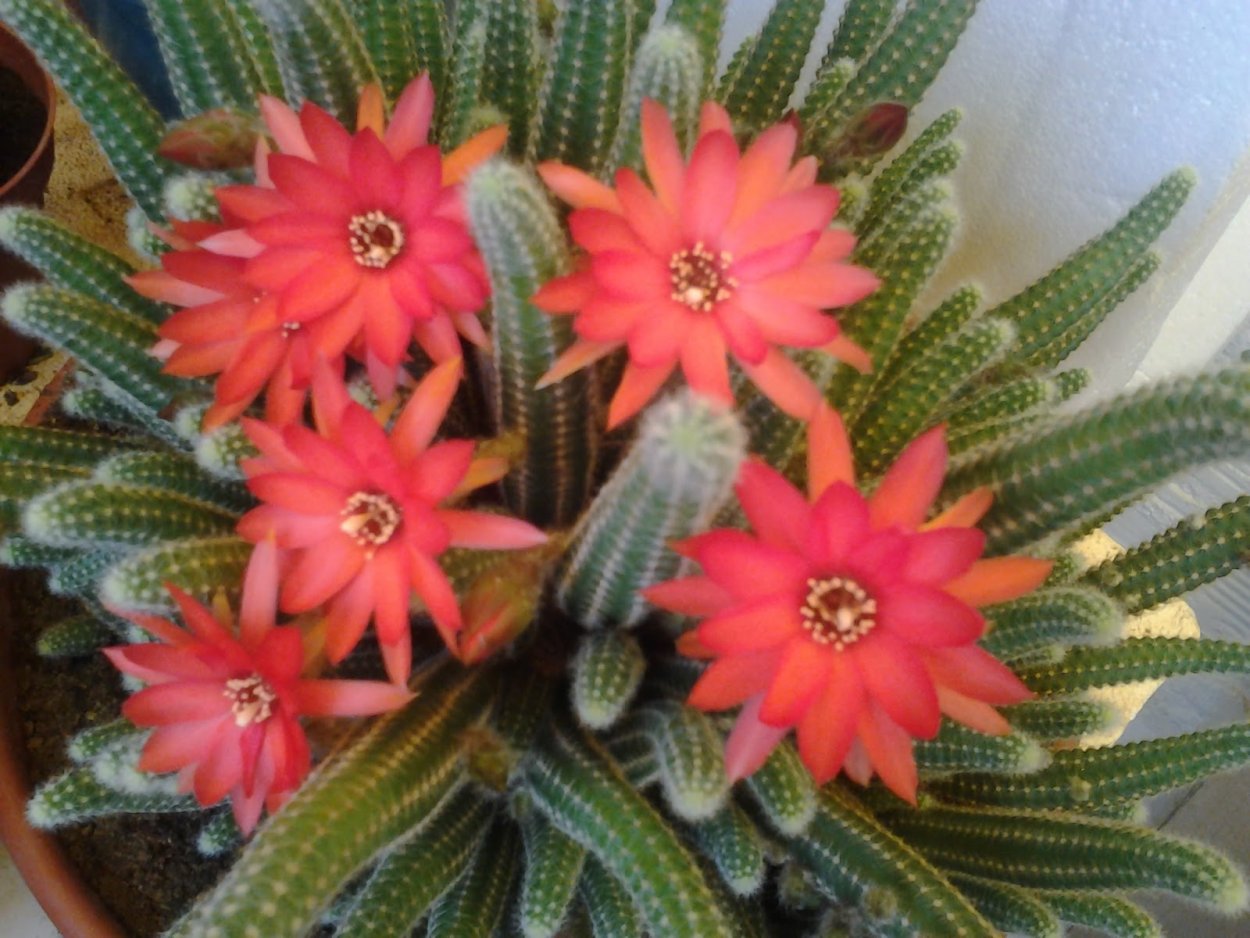 Хамецереус Сильвестри