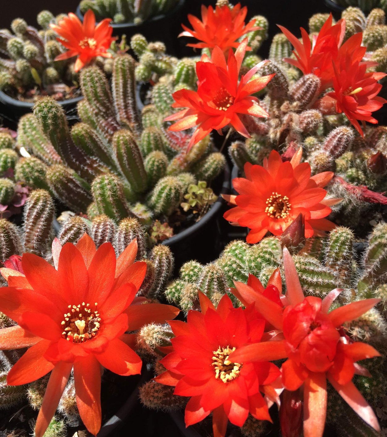 Эхинопсис Хамецереус