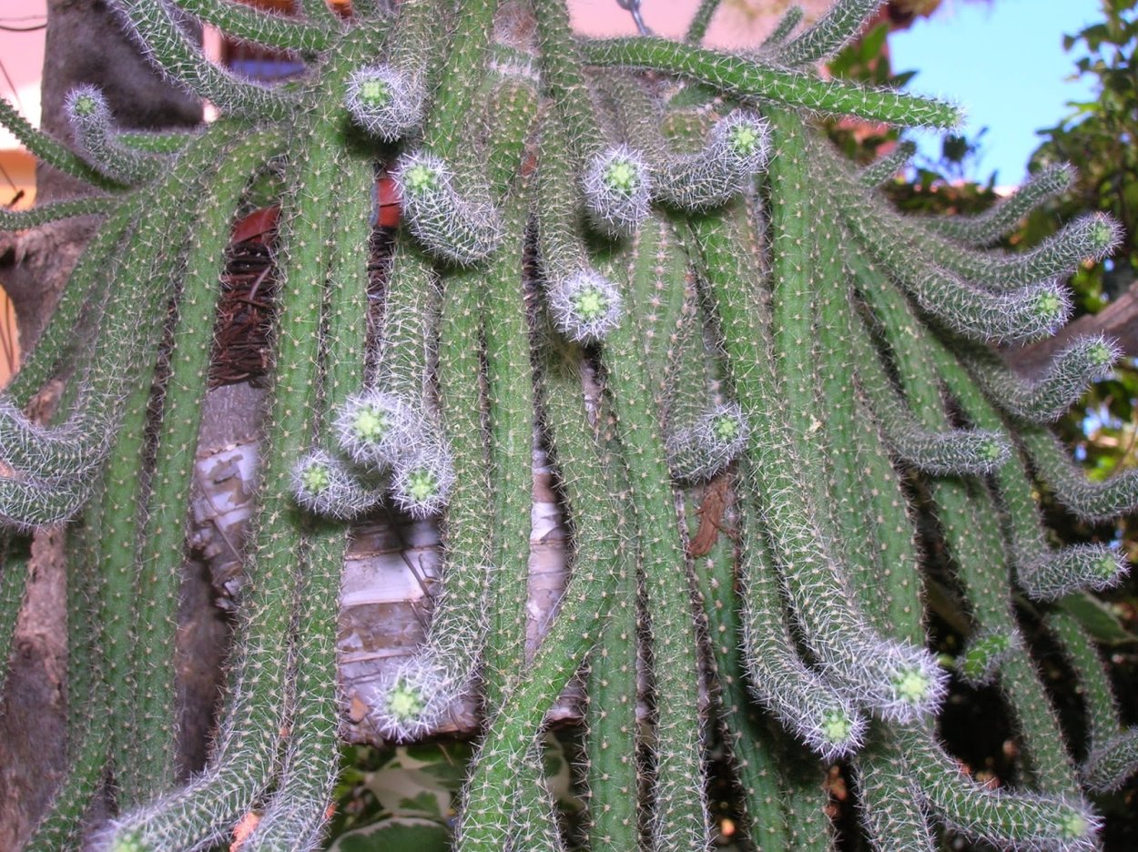 Хамецереус Сильвестри