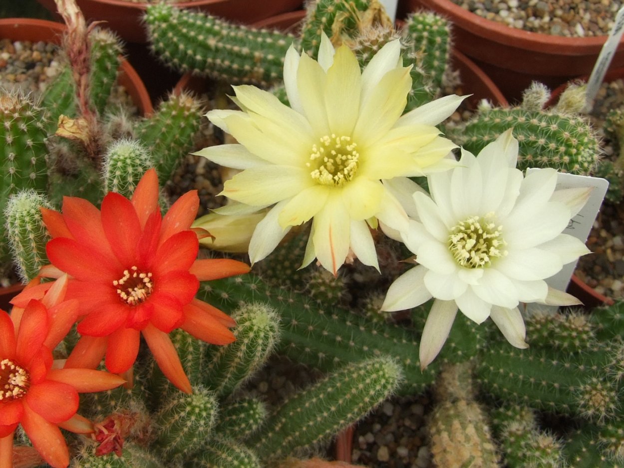 Хамецереус с сиреневыми цветочками