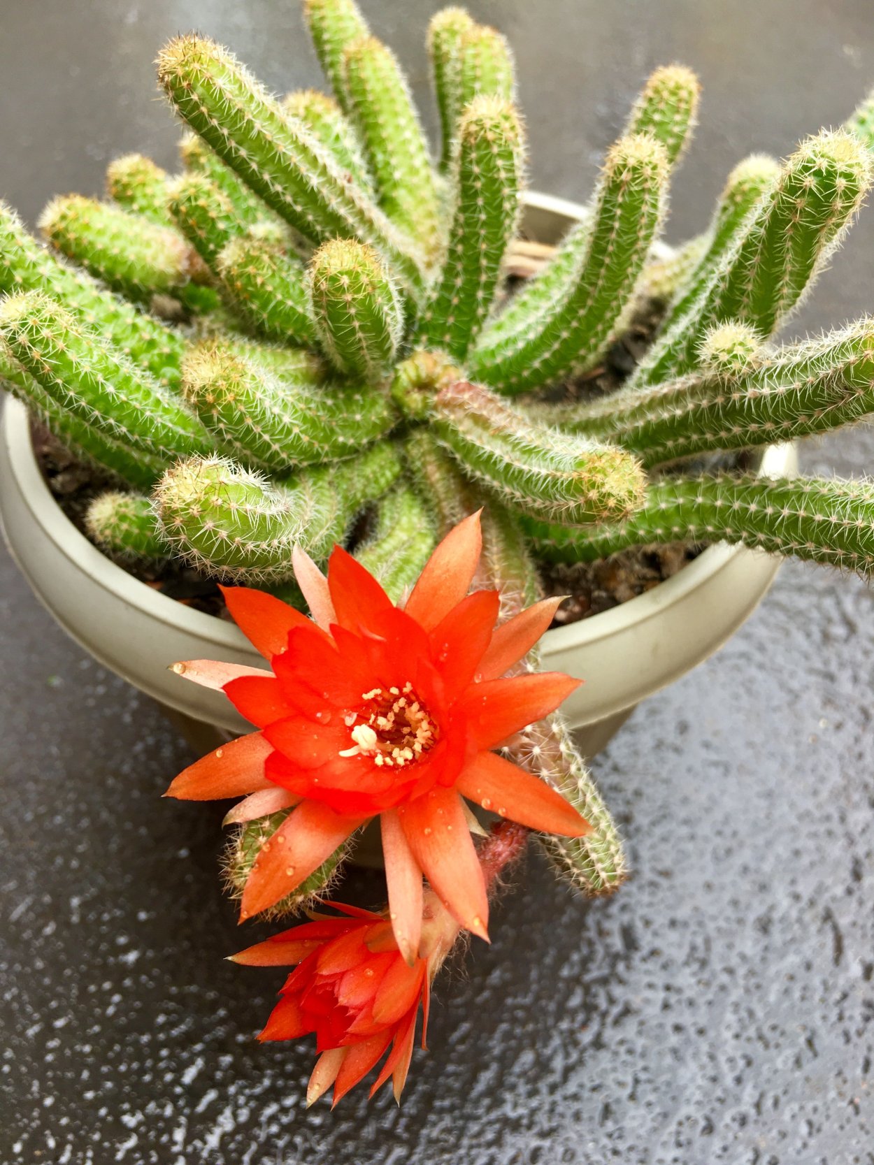 Хамецереус Сильвестри