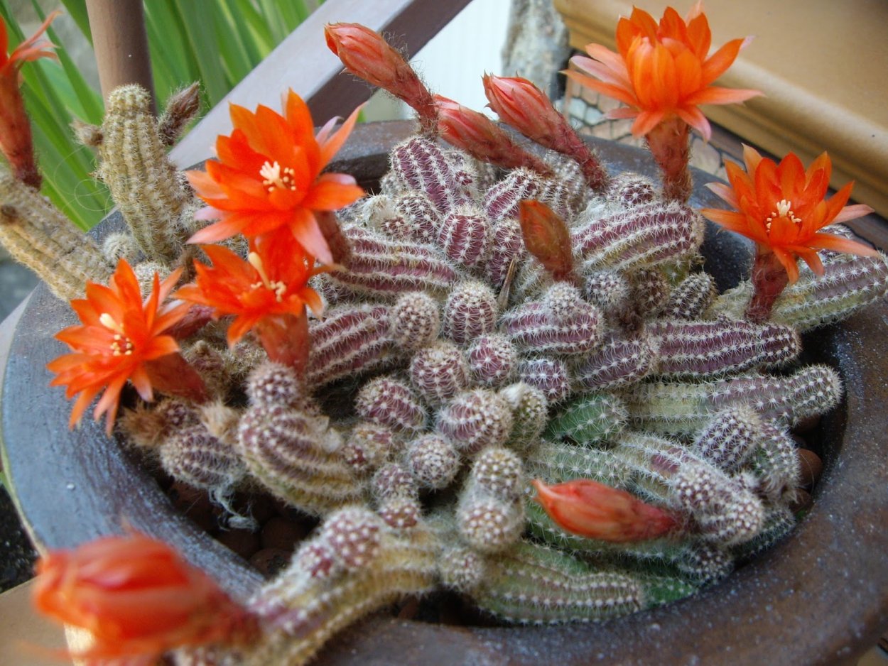 Эхинопсис Хамецереус