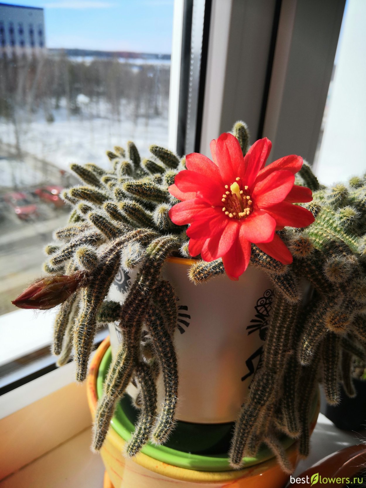 Хамецереус Сильвестра гибрид