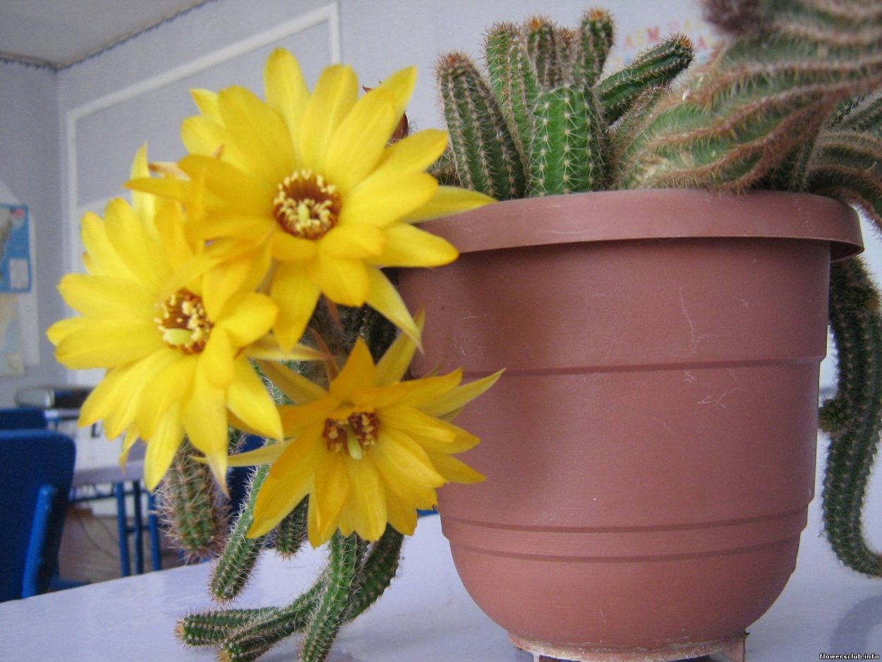 Хамецереус Сильвестри