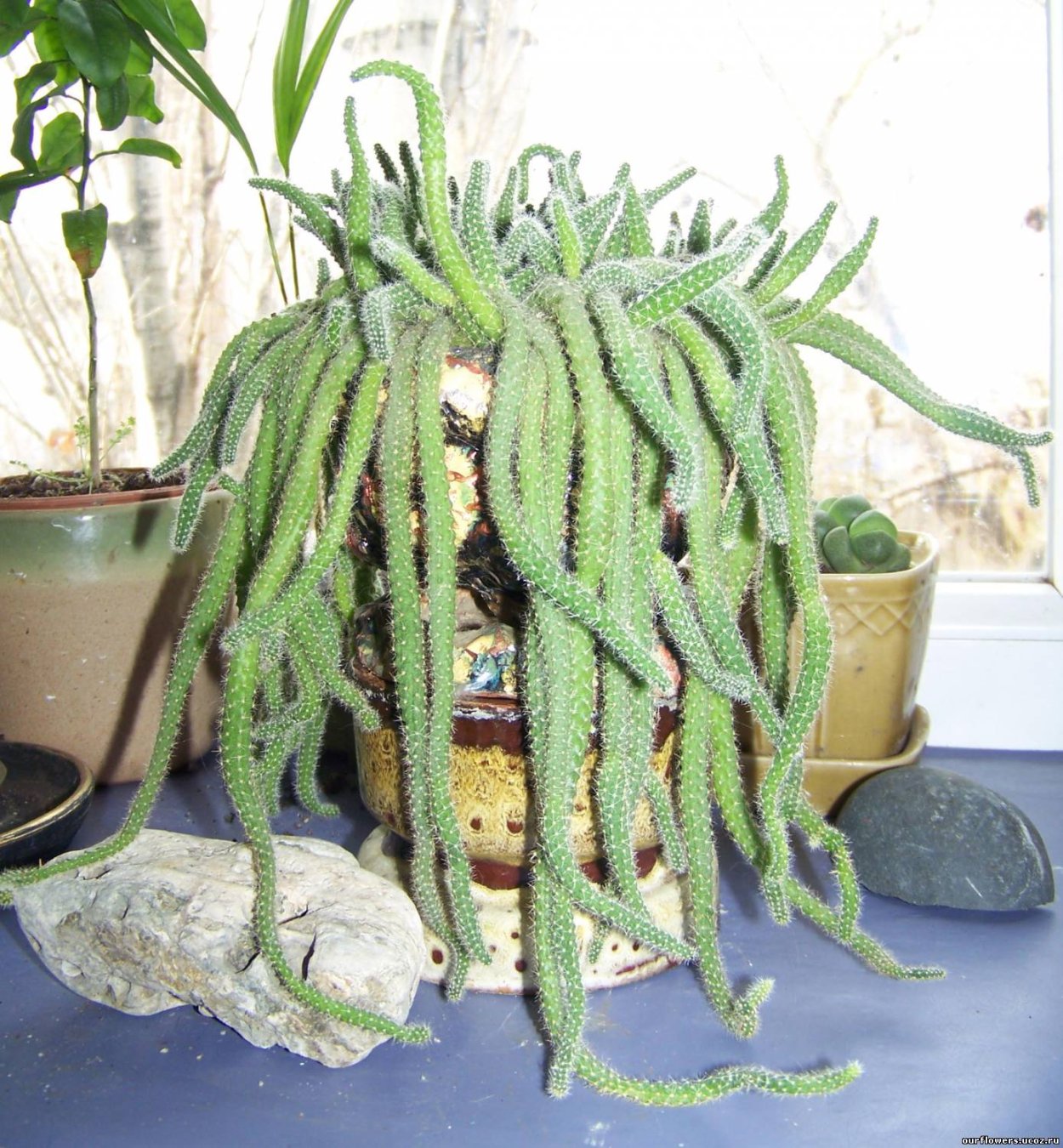 Хамецереус Сильвестри желтый