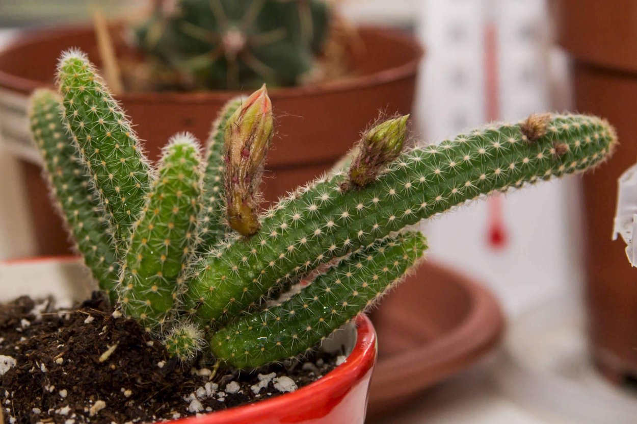 Хамецереус Сильвестри