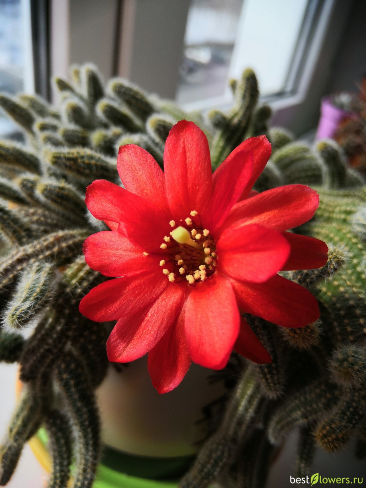 Хамецереус плети