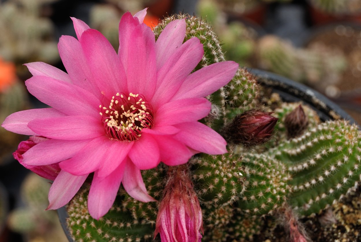 Эхинопсис Хамецереус