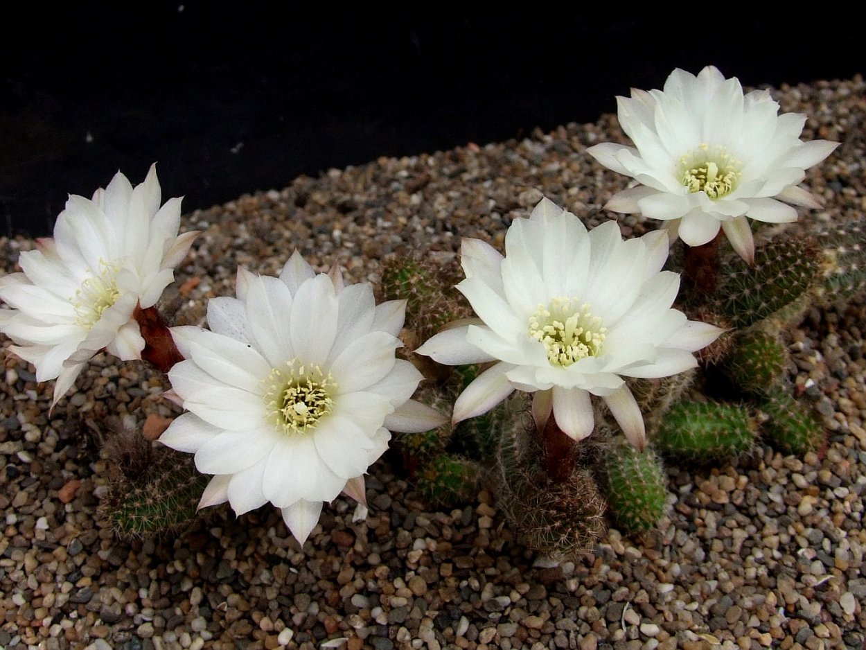 Acantholobivia tegeleriana v.albiflora