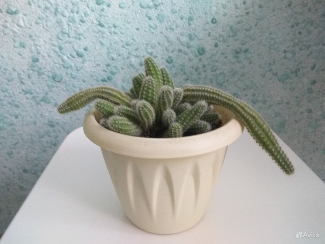 Хамецереус Сильвестри