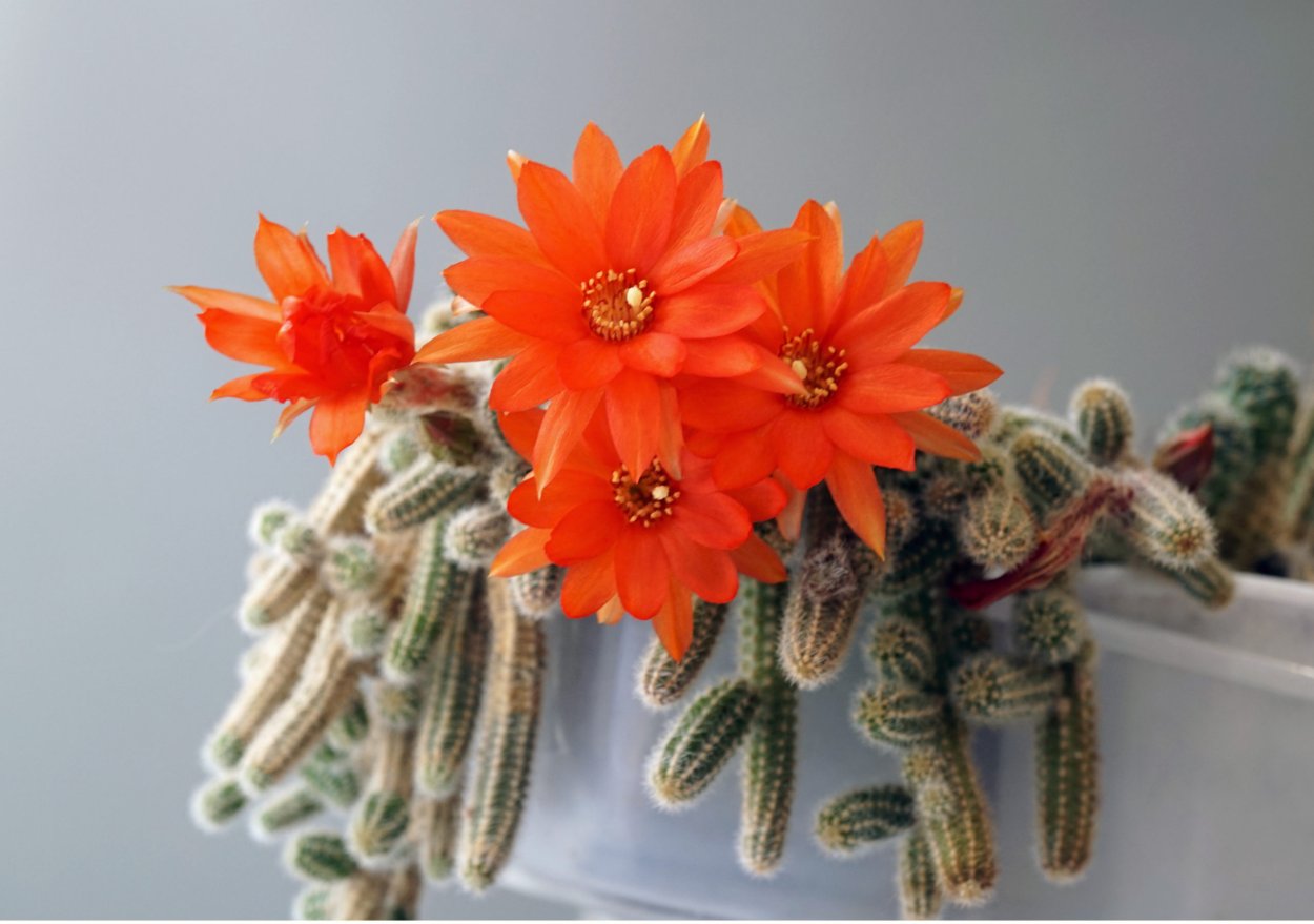 Хамецереус Сильвестри