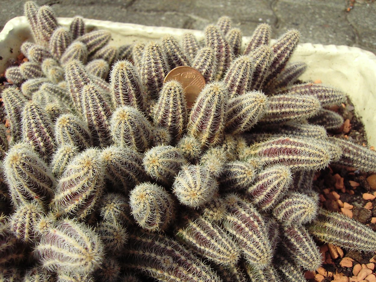 Echinopsis Chamaecereus