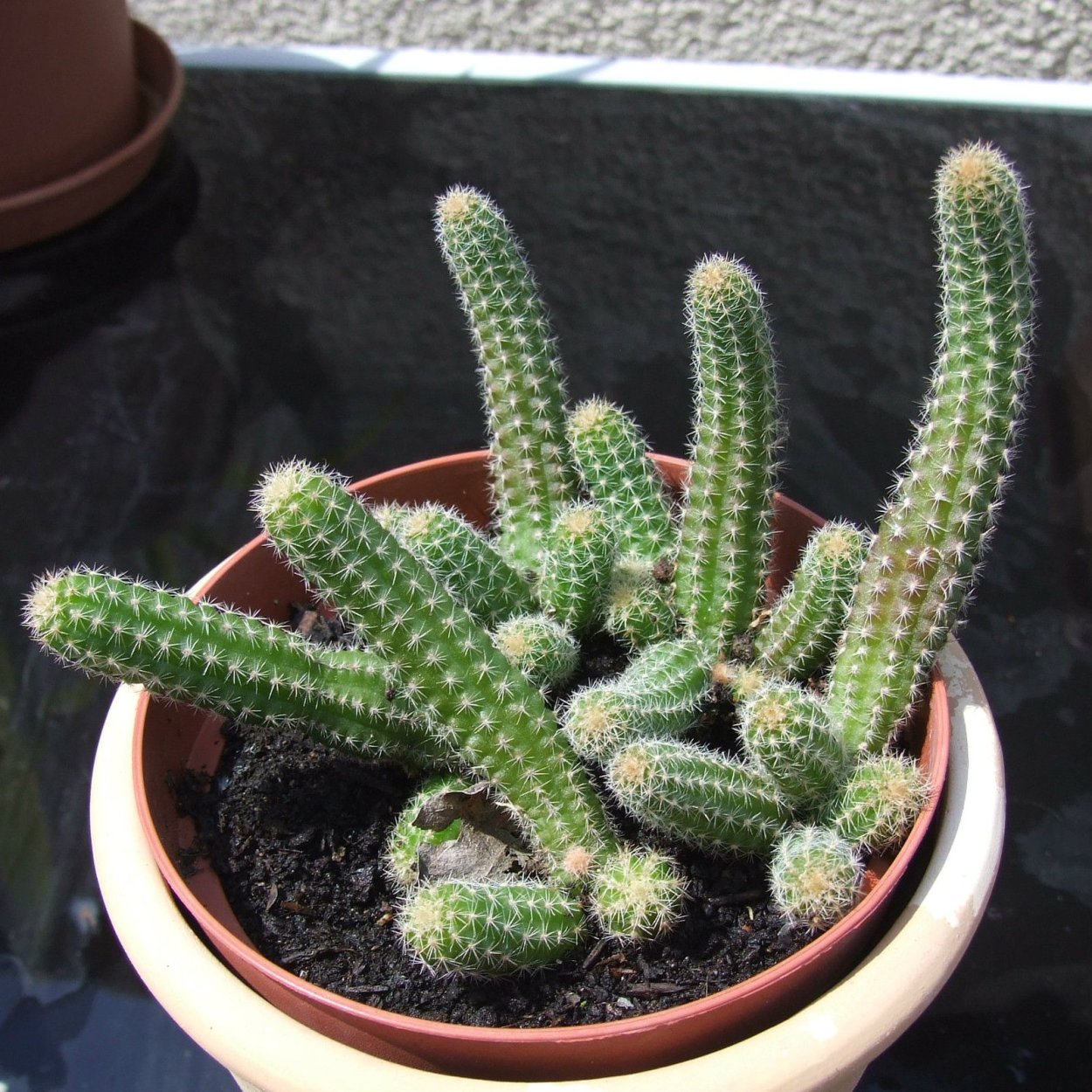 Эхинопсис Хамецереус