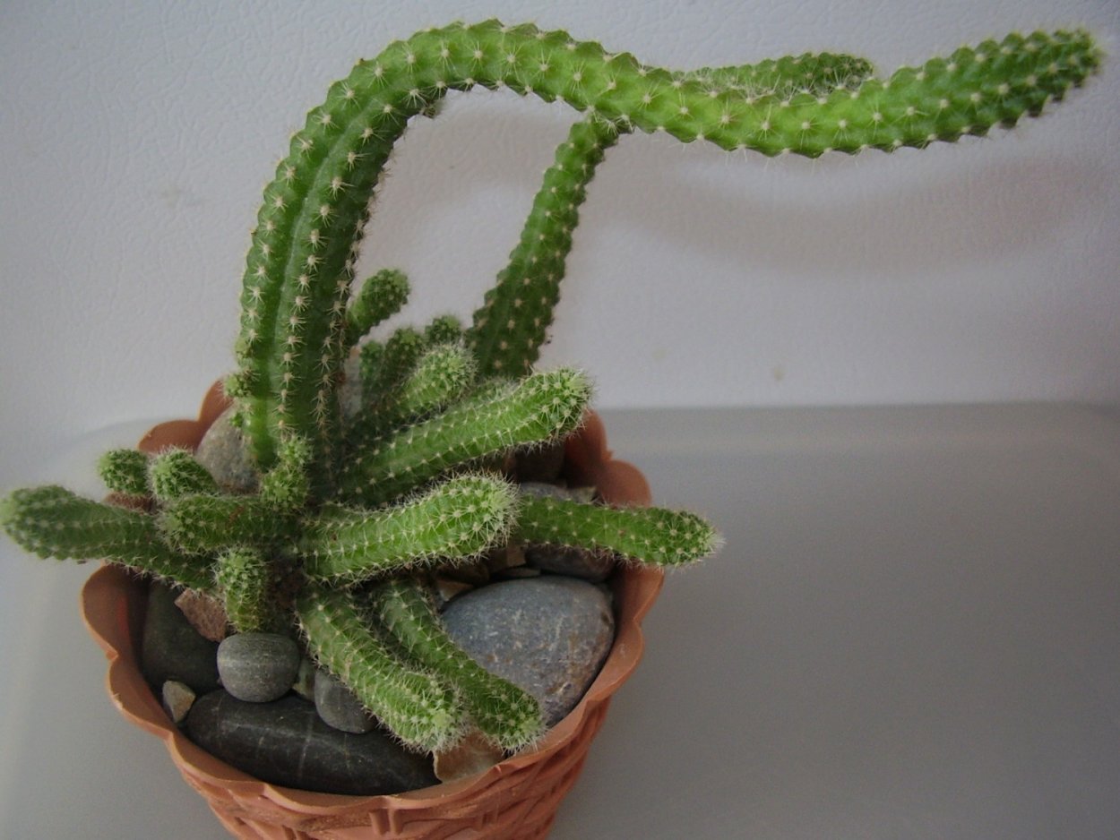Chamaecereus silvestrii