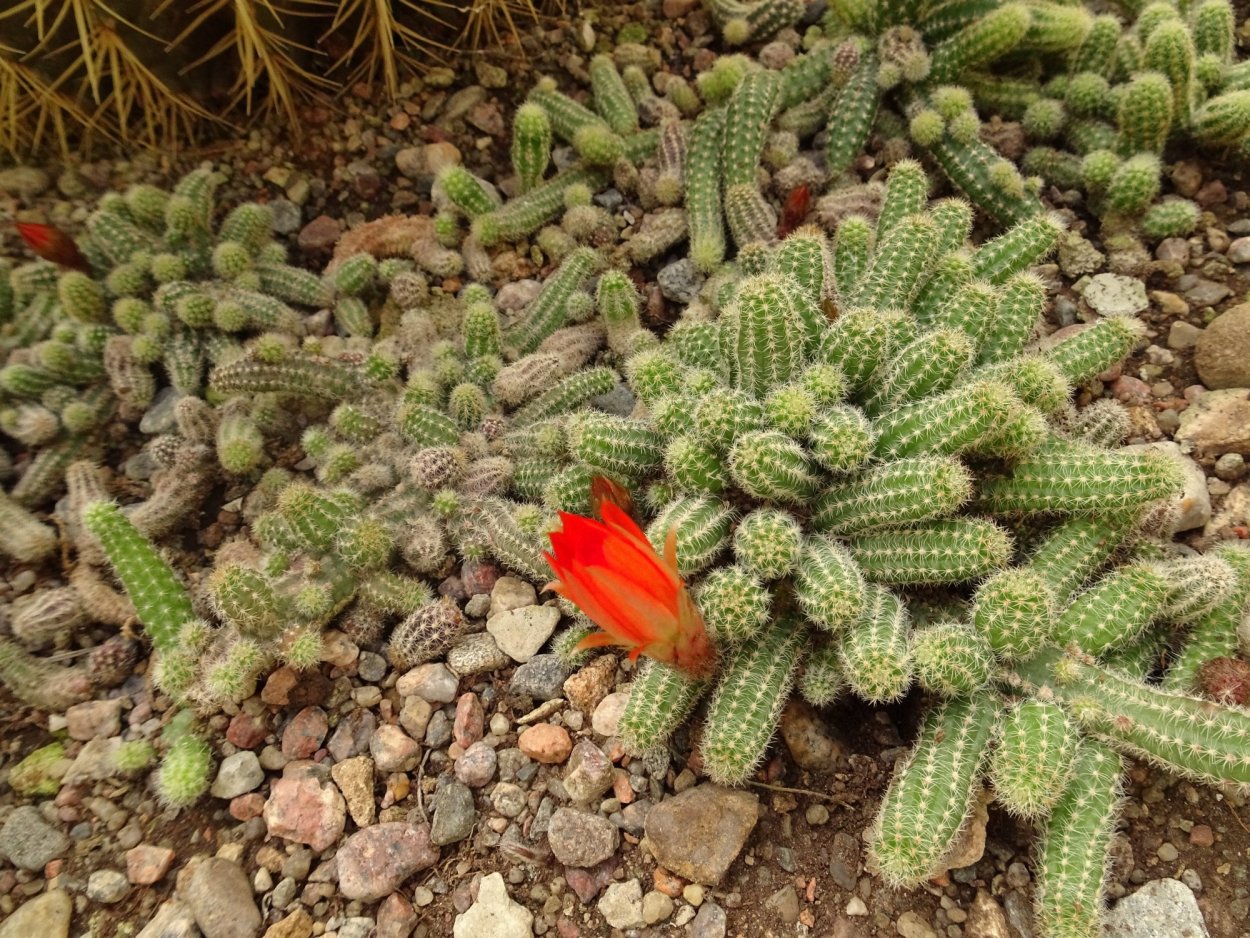 Хамецереус всходы