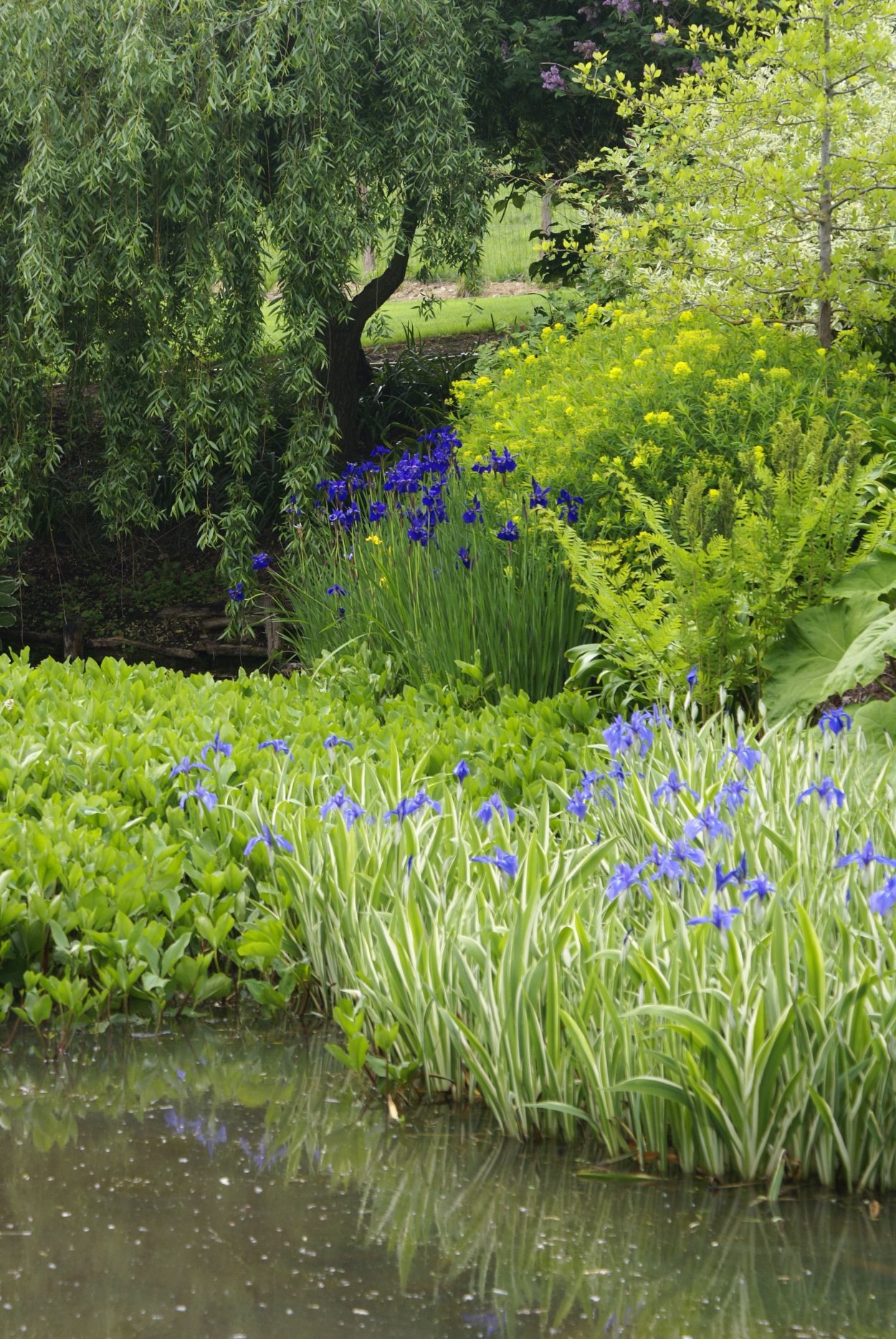 Ирис болотный синий