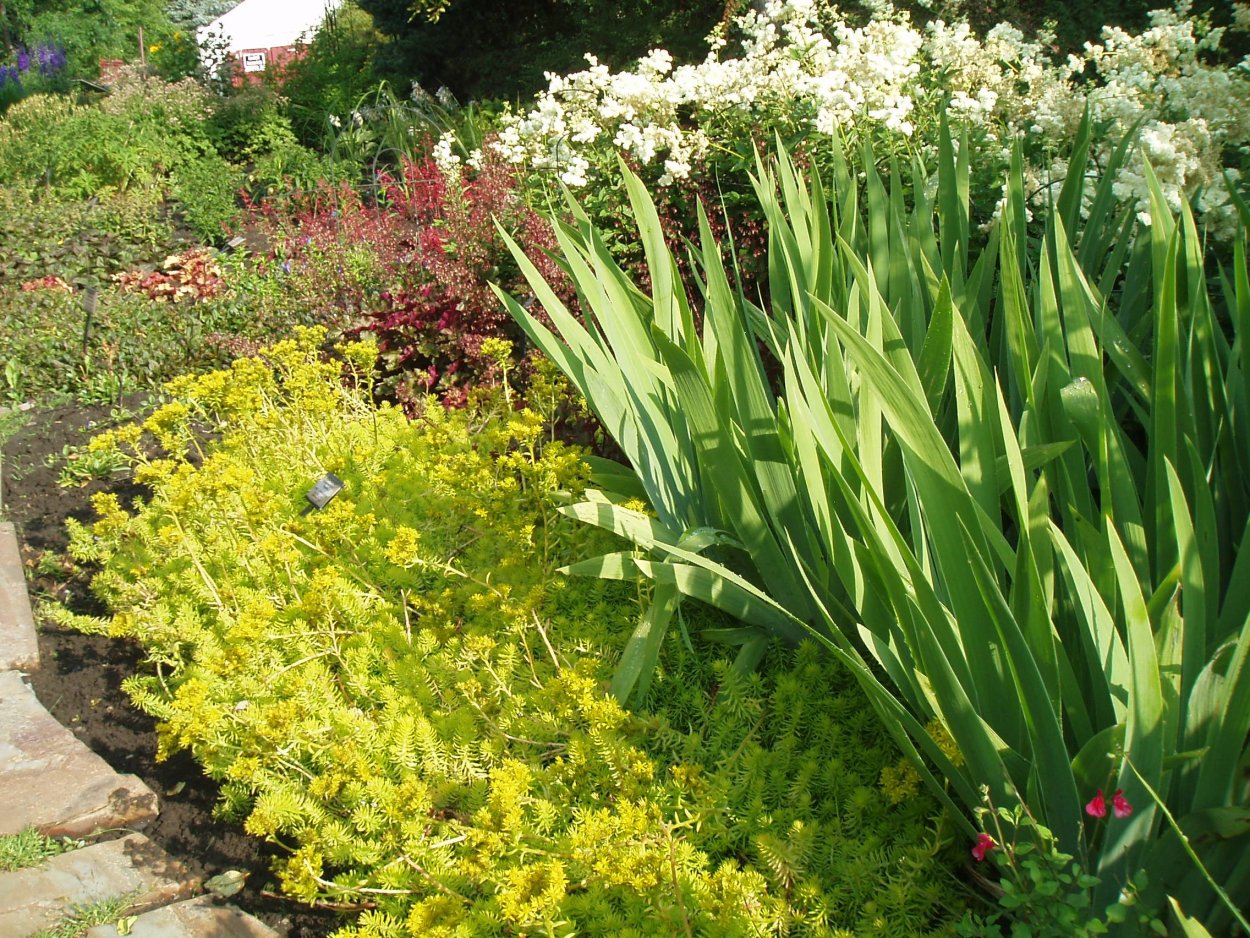 Ирис и Очиток