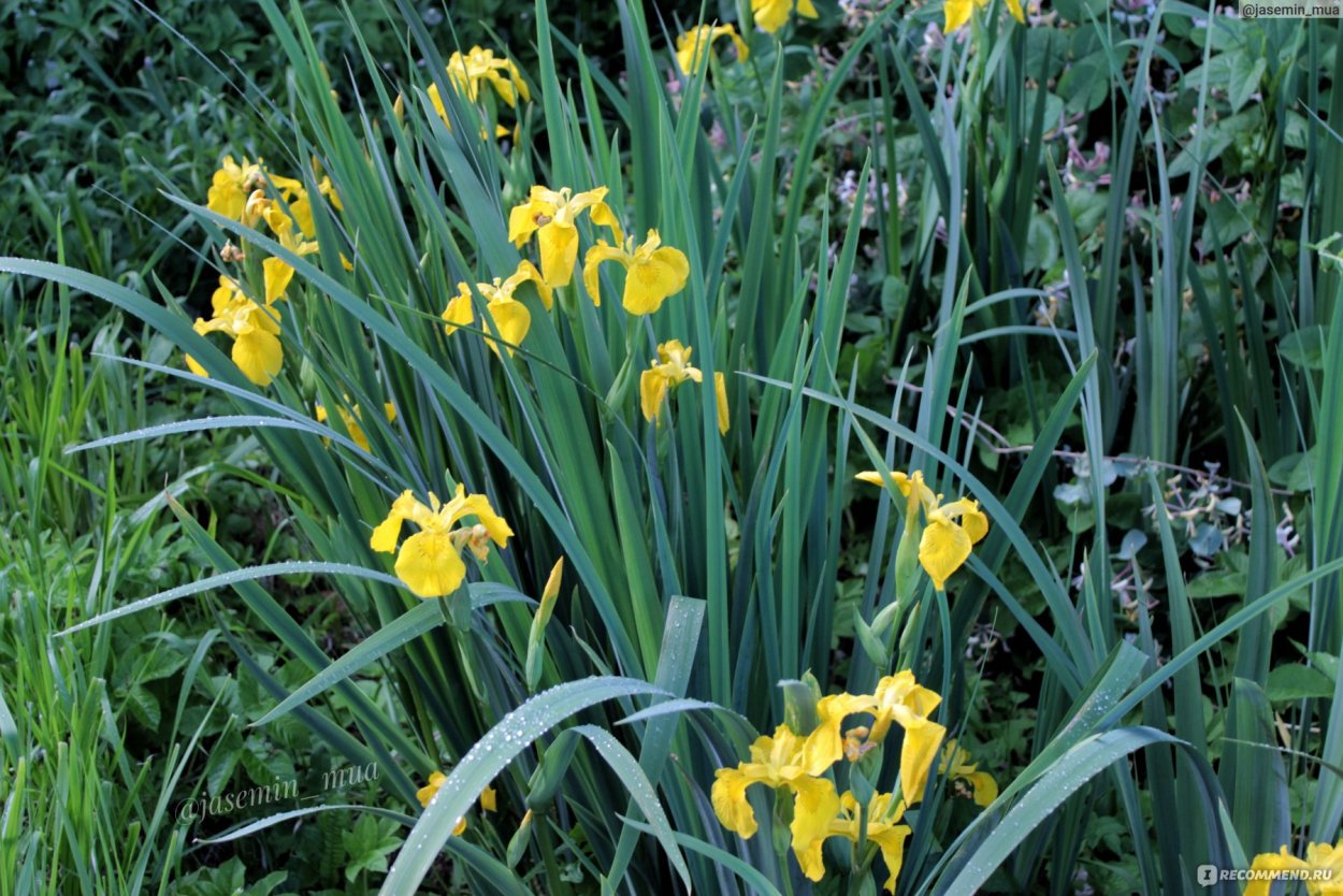 Ирис болотный "Holden's child" клумба