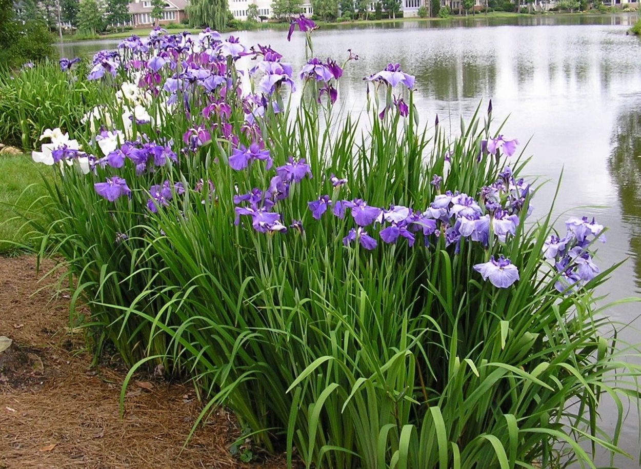 Ирис Сибирский у водоема