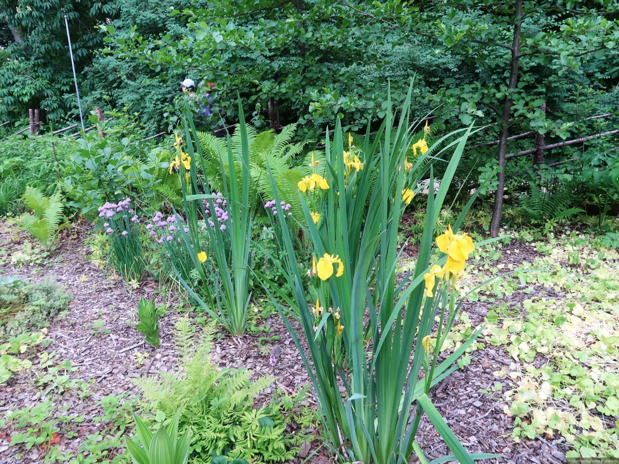 Ирис болотный бастард