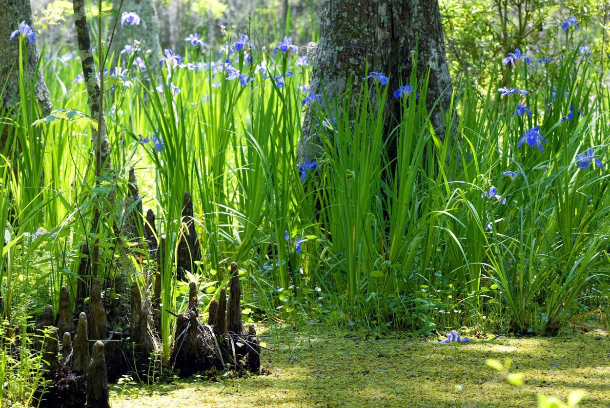 Ирис болотный в саду