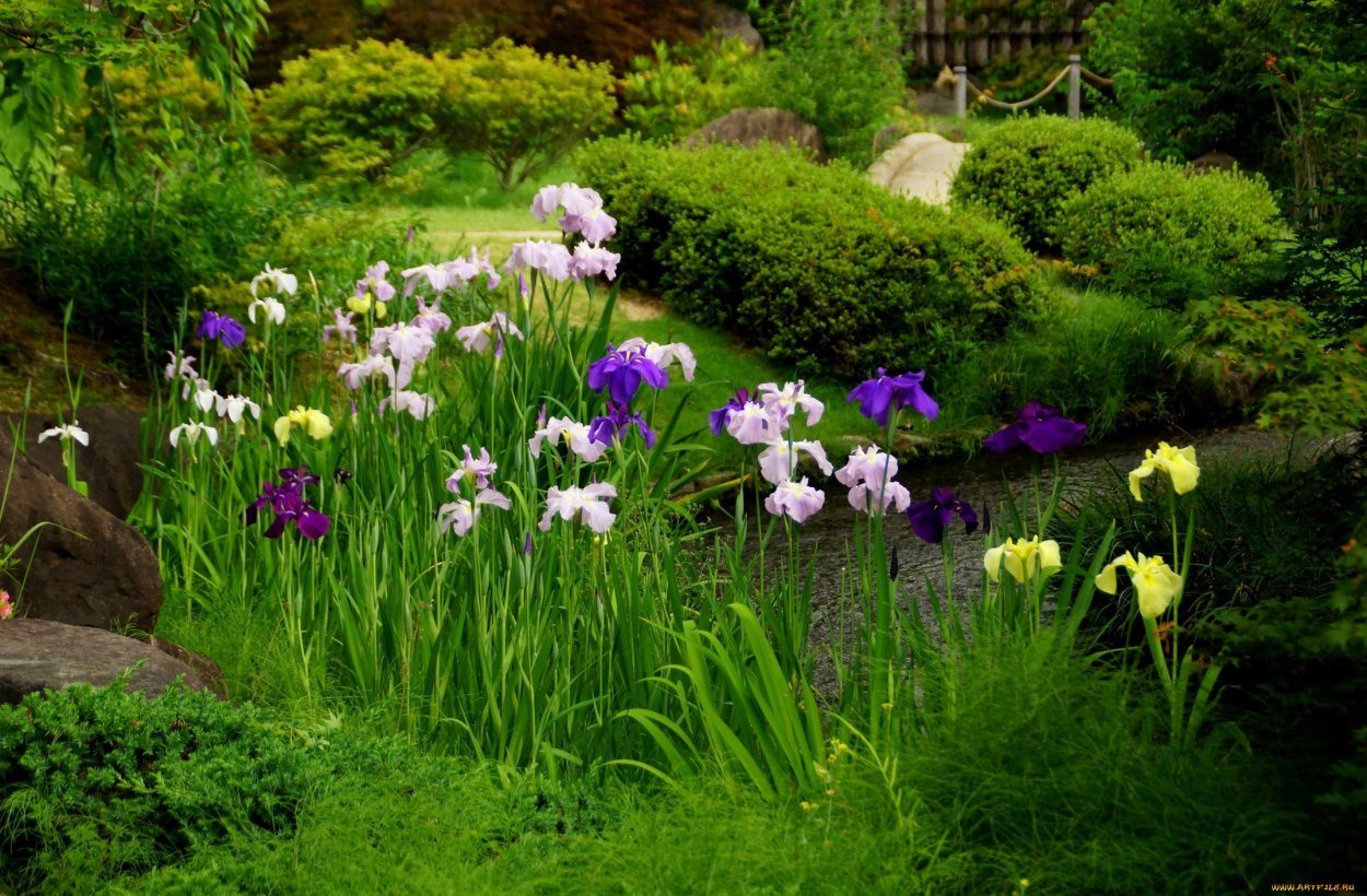 Ирисы в миксбордере