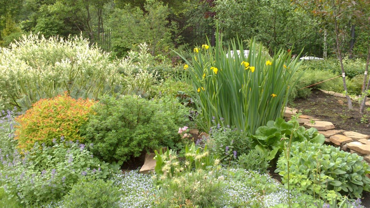 Сантолина ирисы клумба