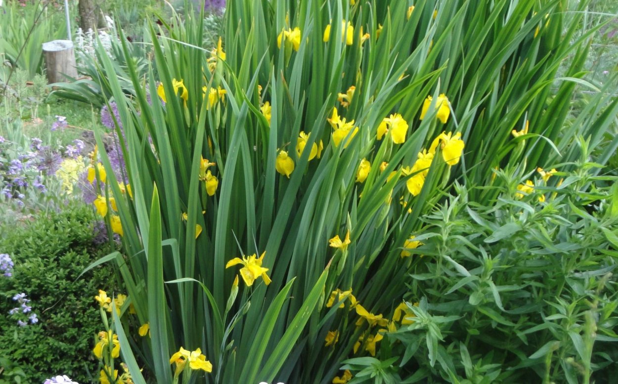 Ирис Сибирский и вербейник