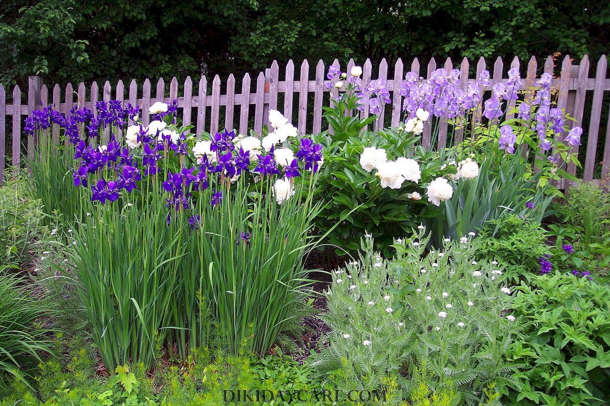 Ирис Сибирский в миксбордере