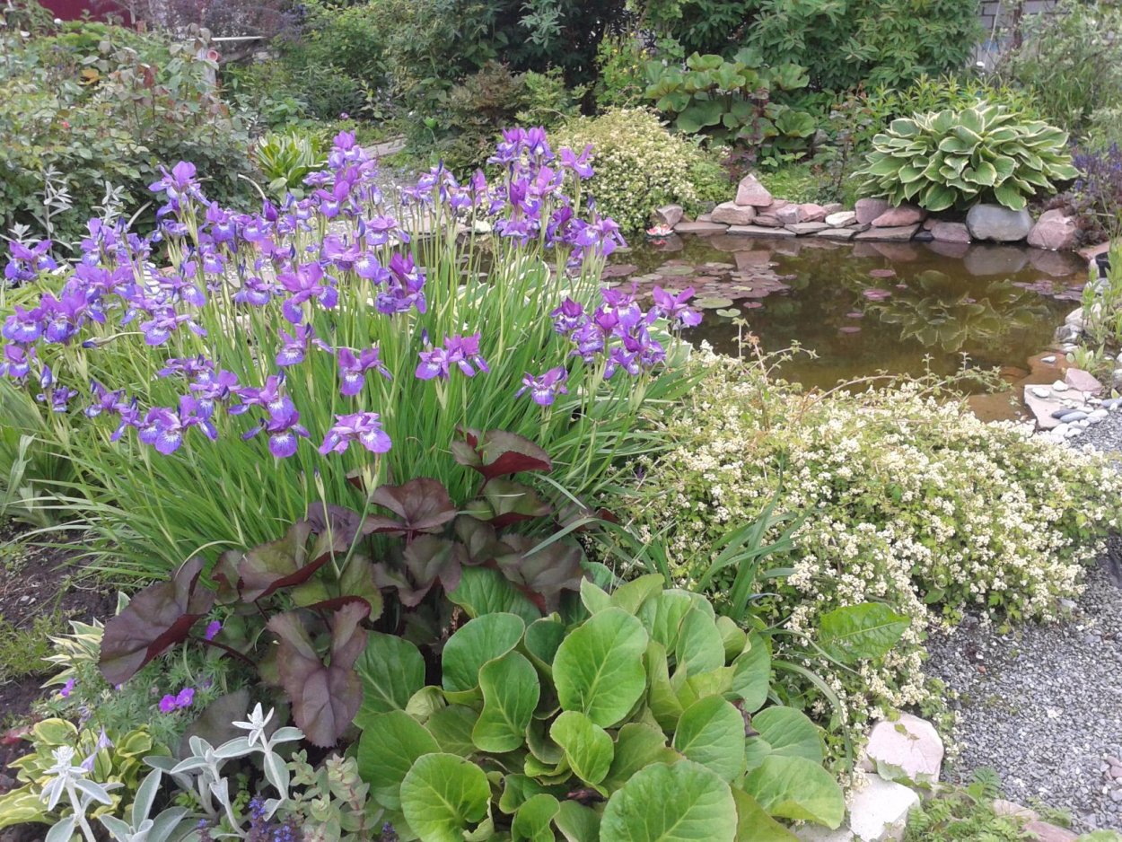 Бадан хосты гейхеры