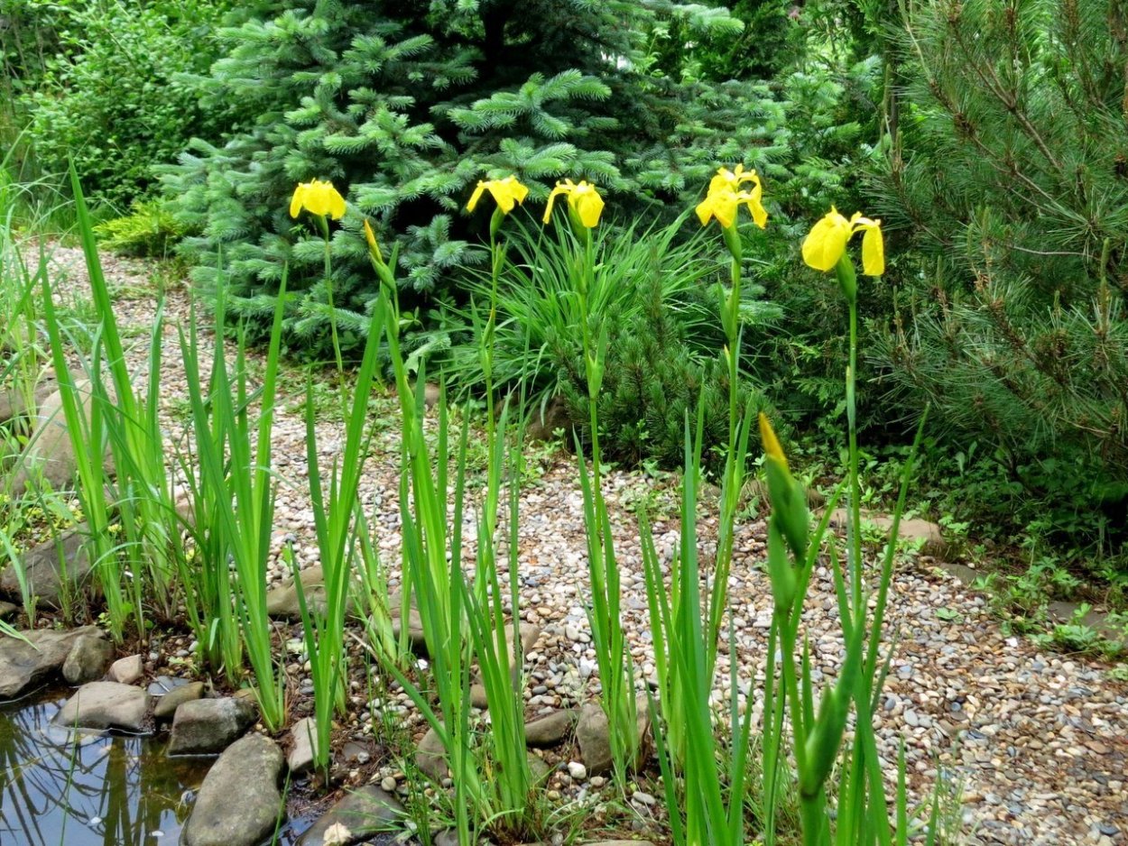 Лилейник болотный