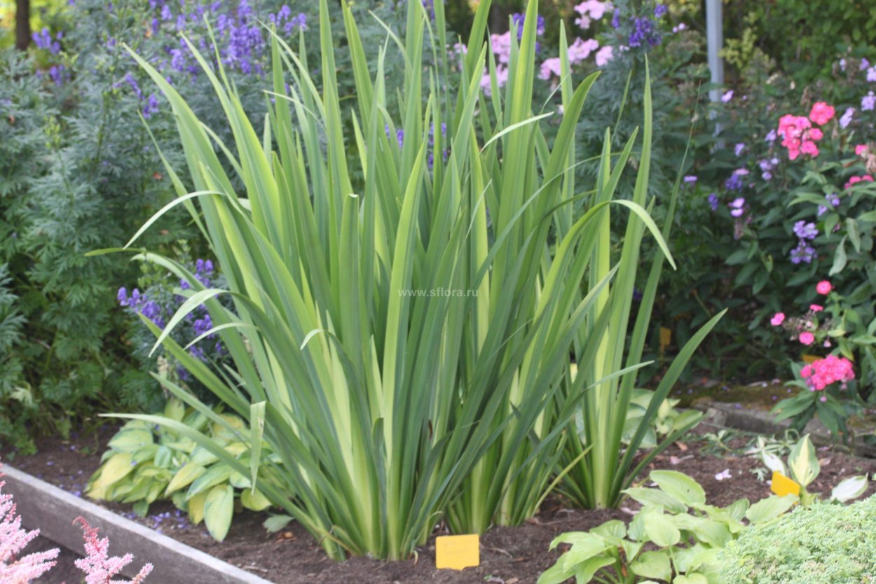 Ирис болотный и Хоста Вариегата