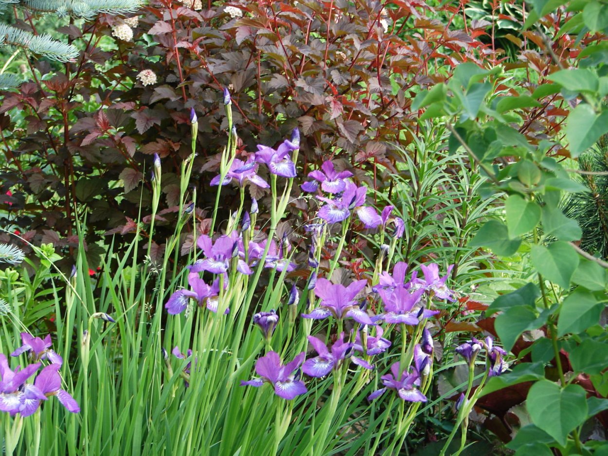 Ирис Сибирский и лилейник