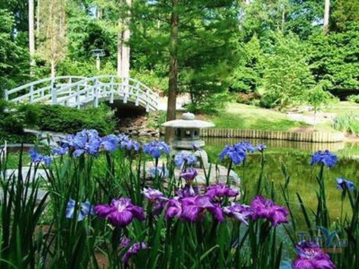 Водный сад ирисов в Японии