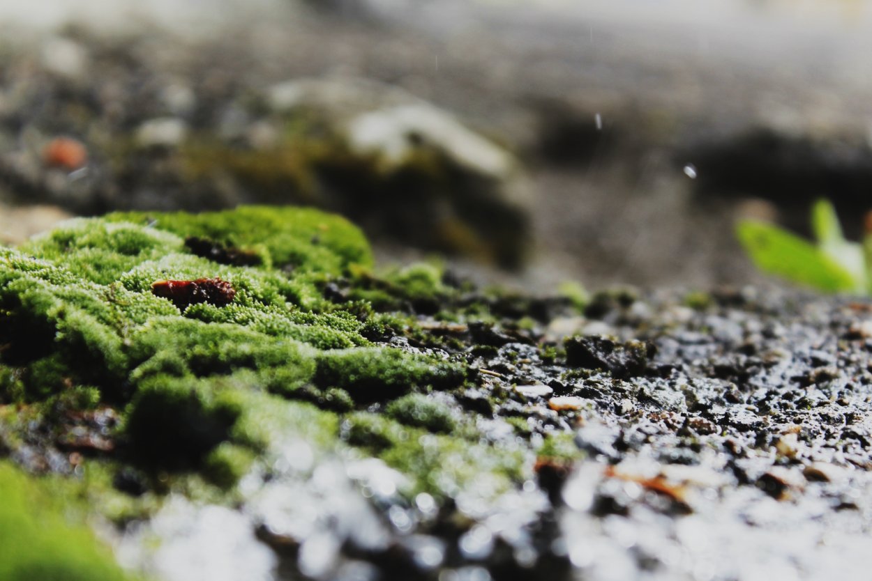 Сфагнум водная. Кииджи Водный мох. Цветущий мох Летиция. Водные мохообразные. Песочный мох.