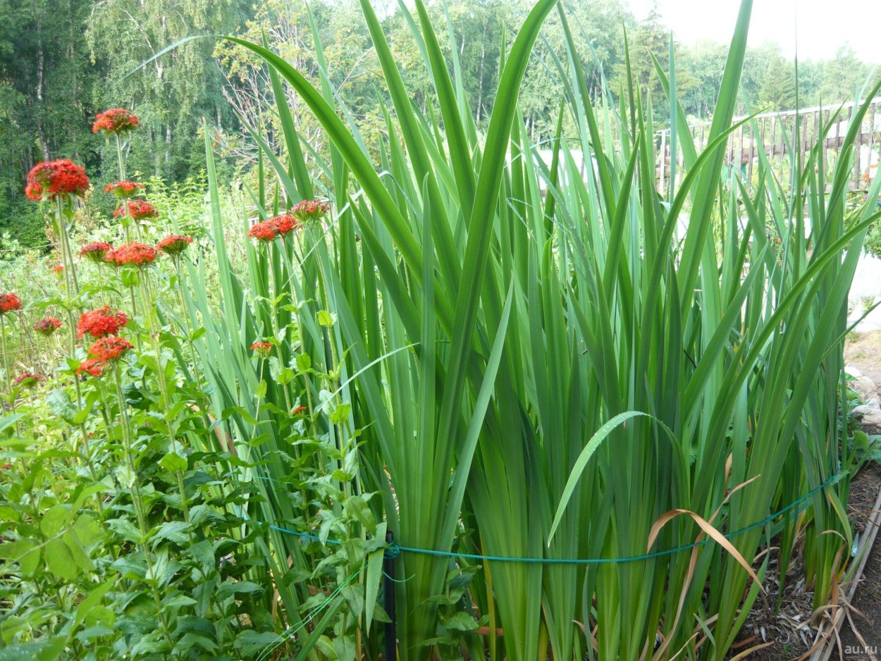 Ирис болотный в цветнике