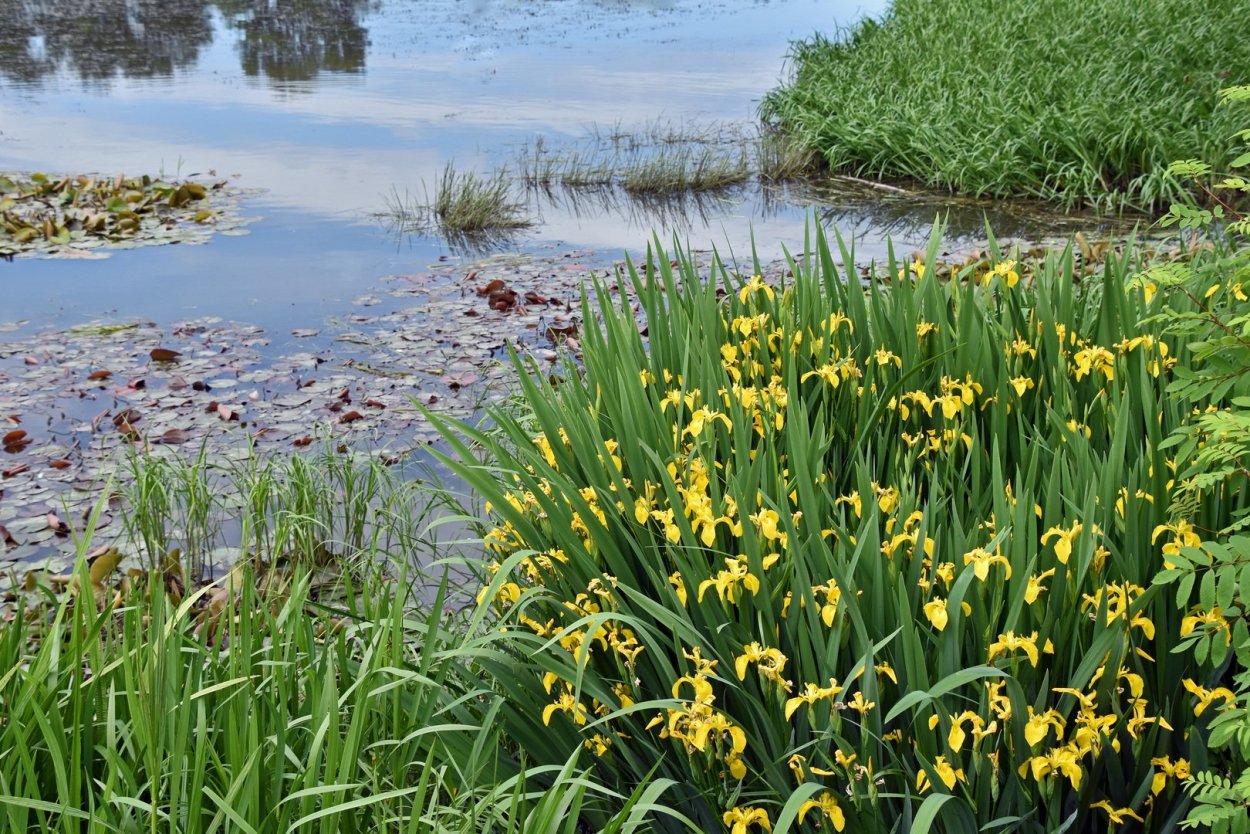 Ирис болотный (аировидный)