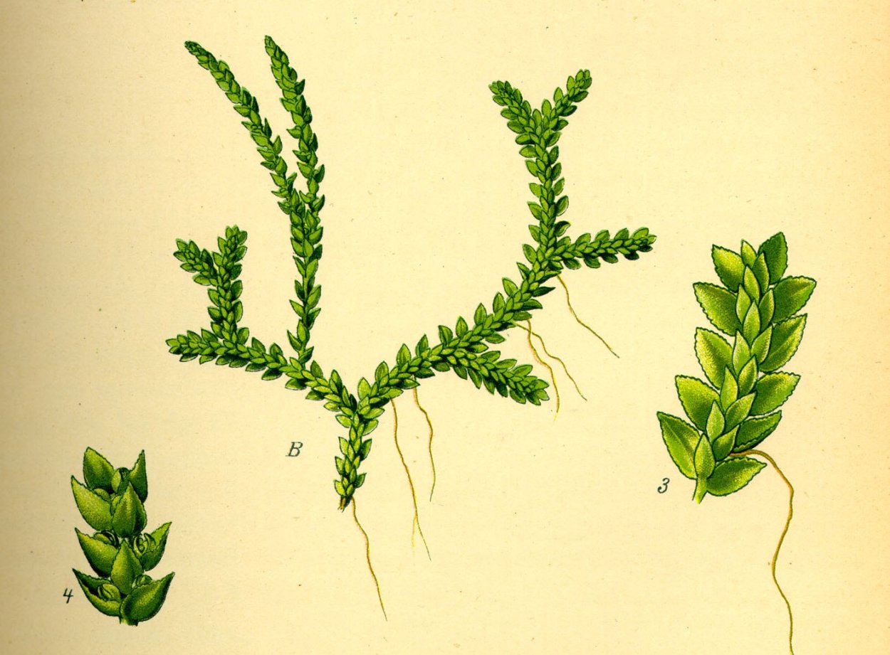 Плаун годичный (Lycopodium annotinum)