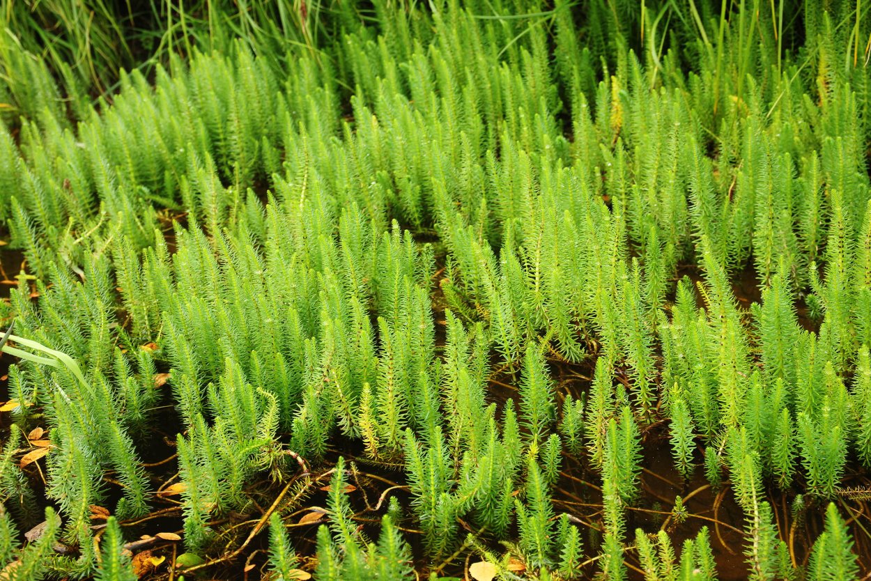 Баранец булавовидный