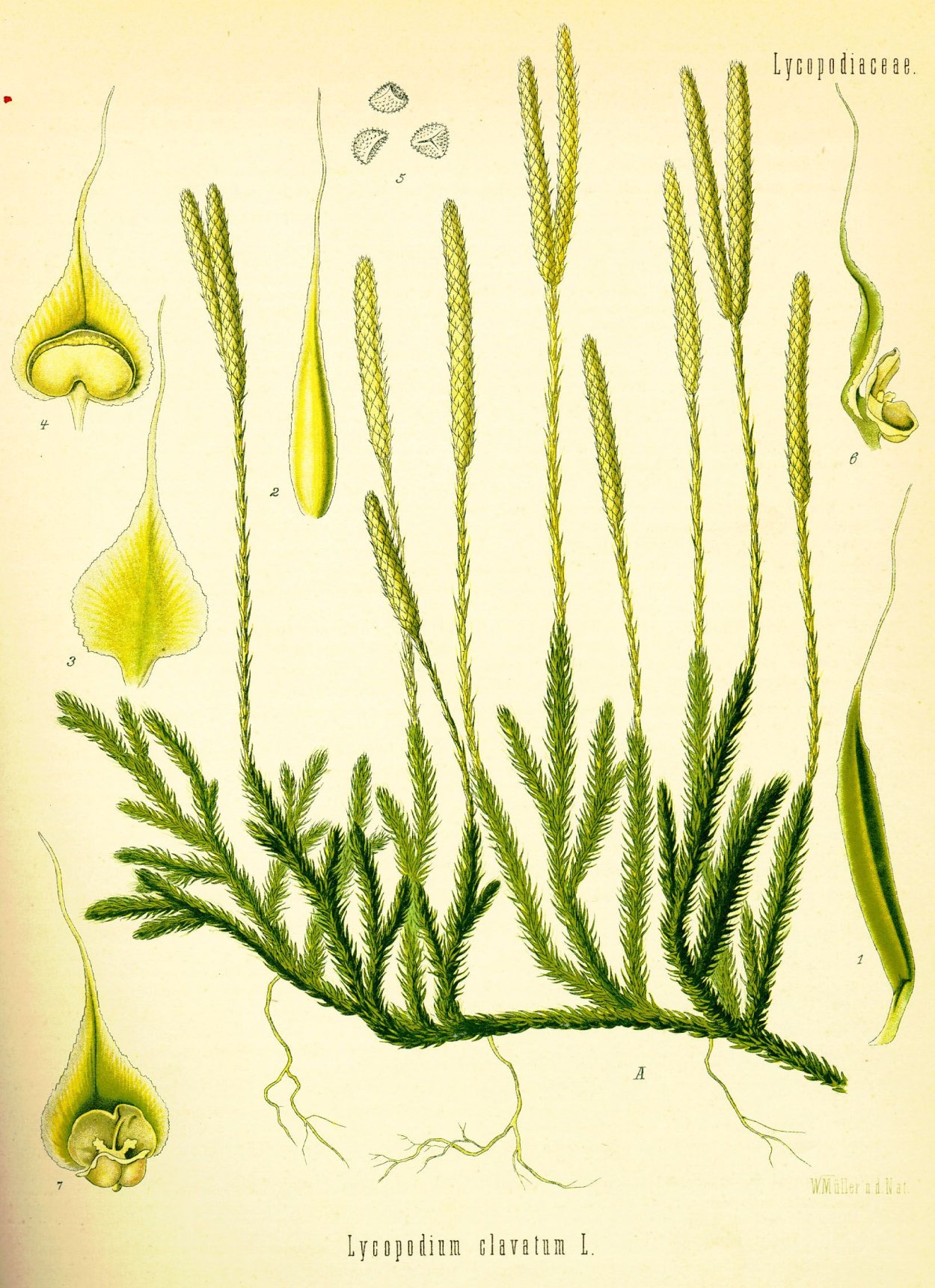 Плаун Баранец паспорт растения