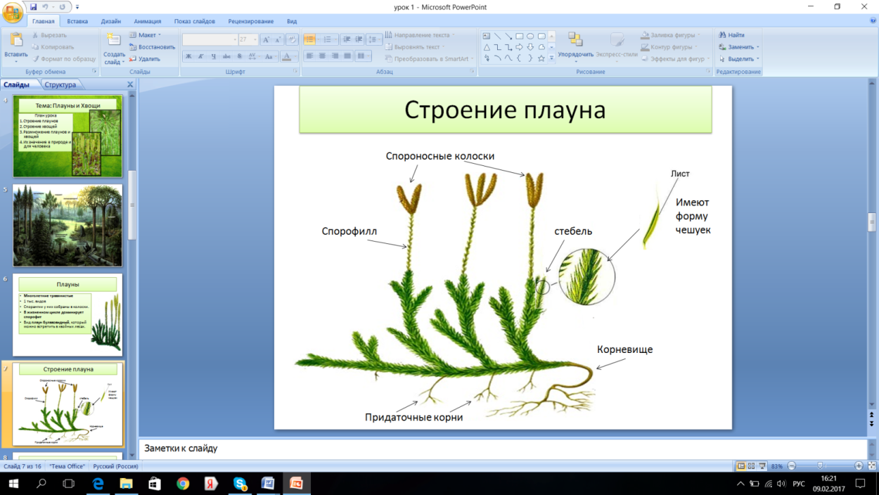Папоротник Щитовник строение