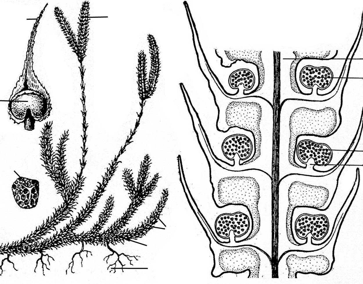 Phlegmariurus squarrosus