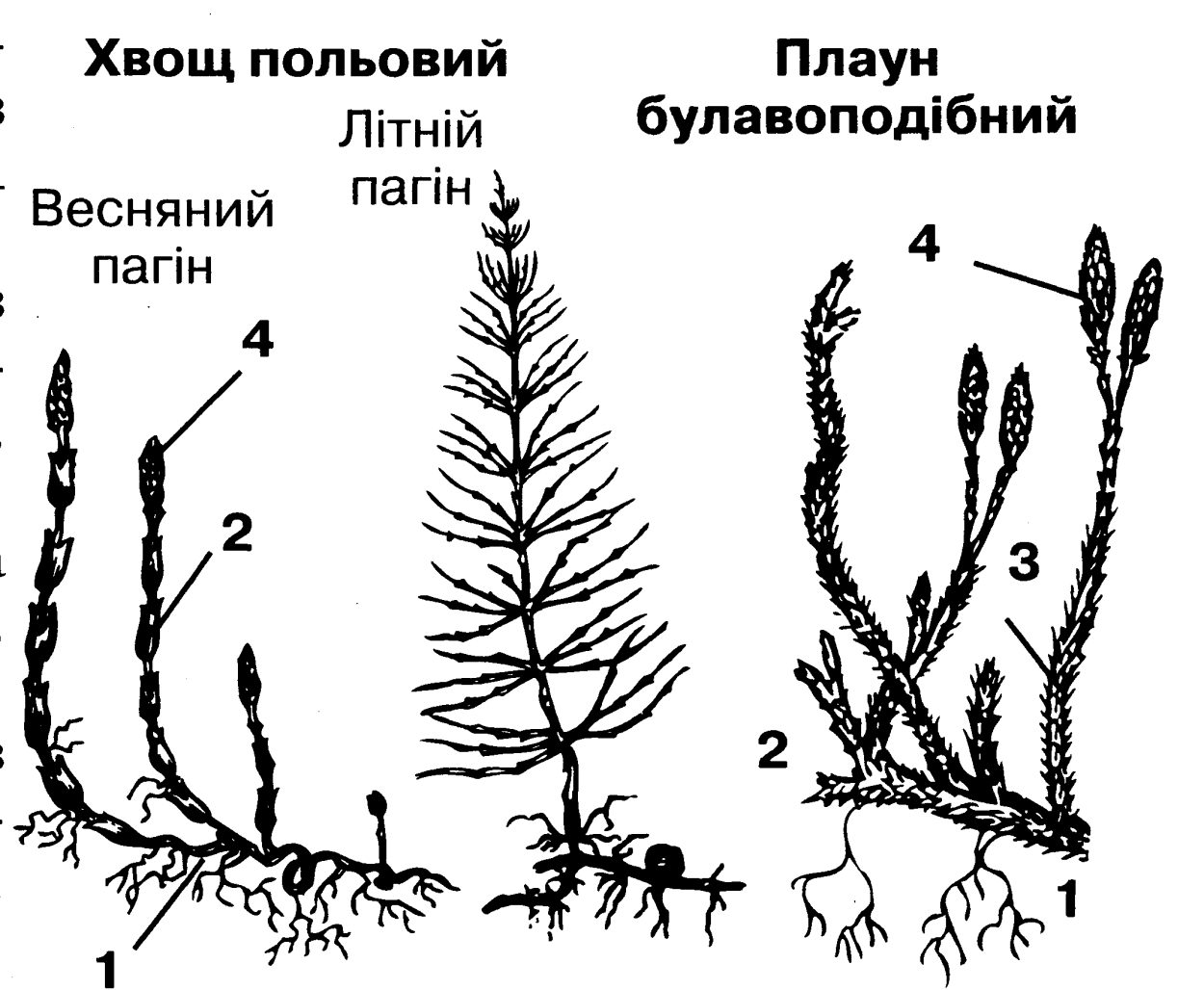 Жизненный цикл мохообразных схема