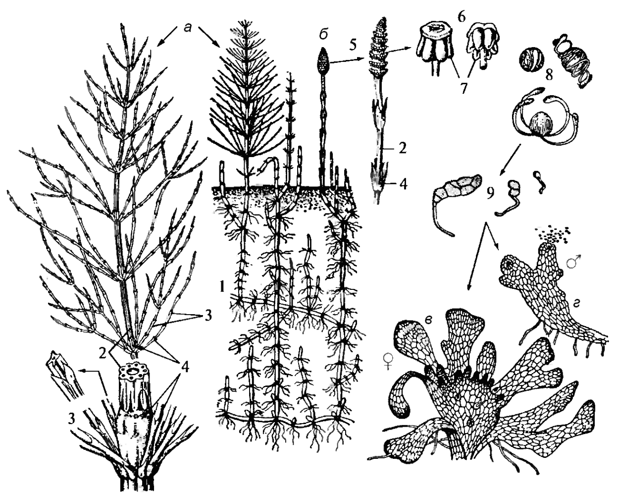 Цикл размножения плауна