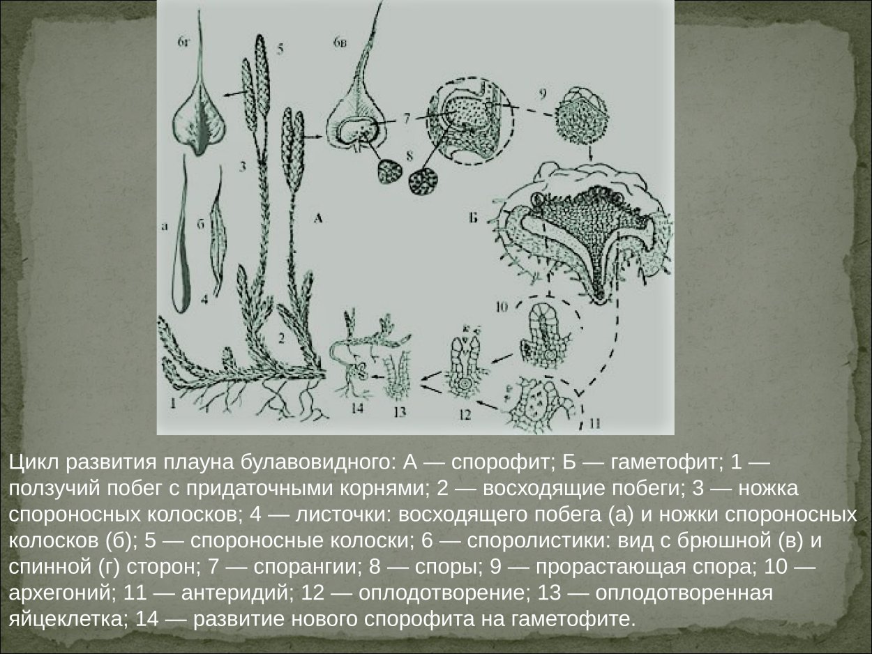 Среда обитания плаунов