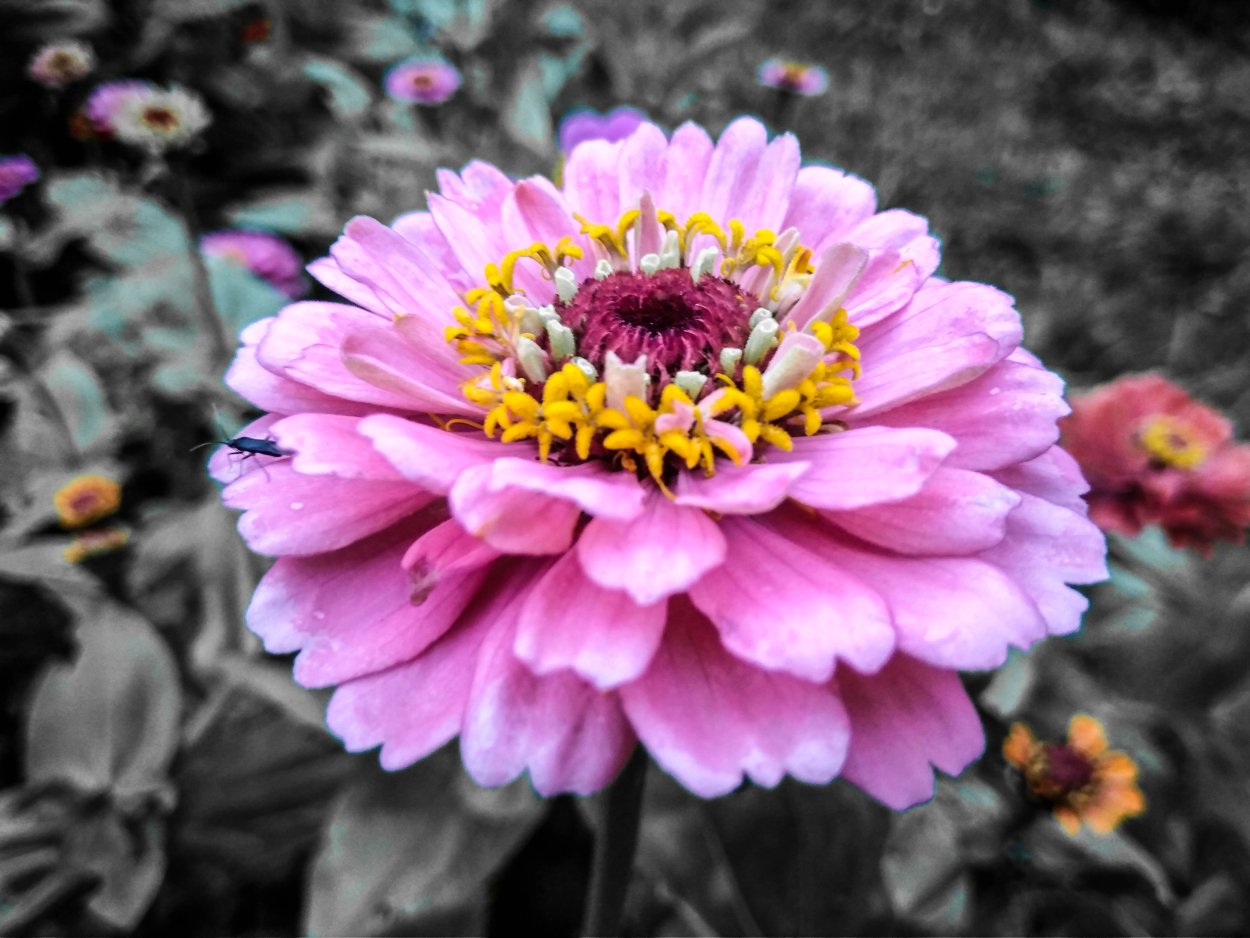 Цинния Дримленд микс