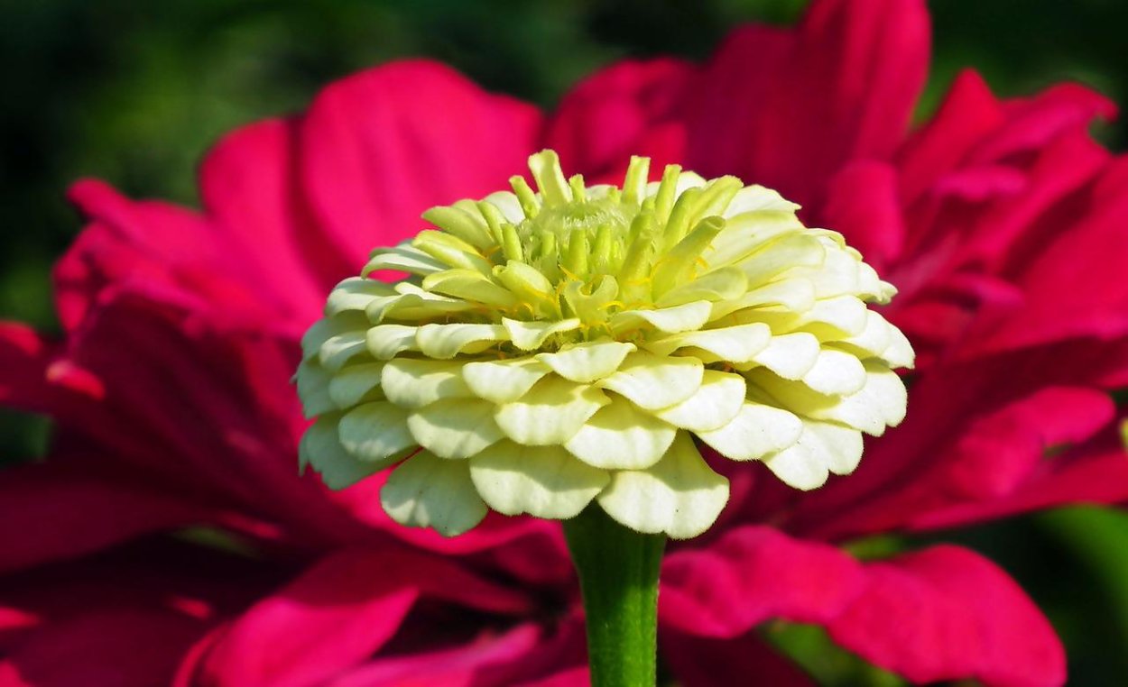 Цинния Мишутка пурпурная