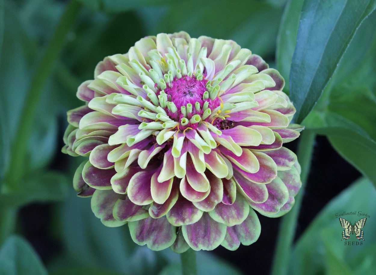 Циния Византийский пурпур