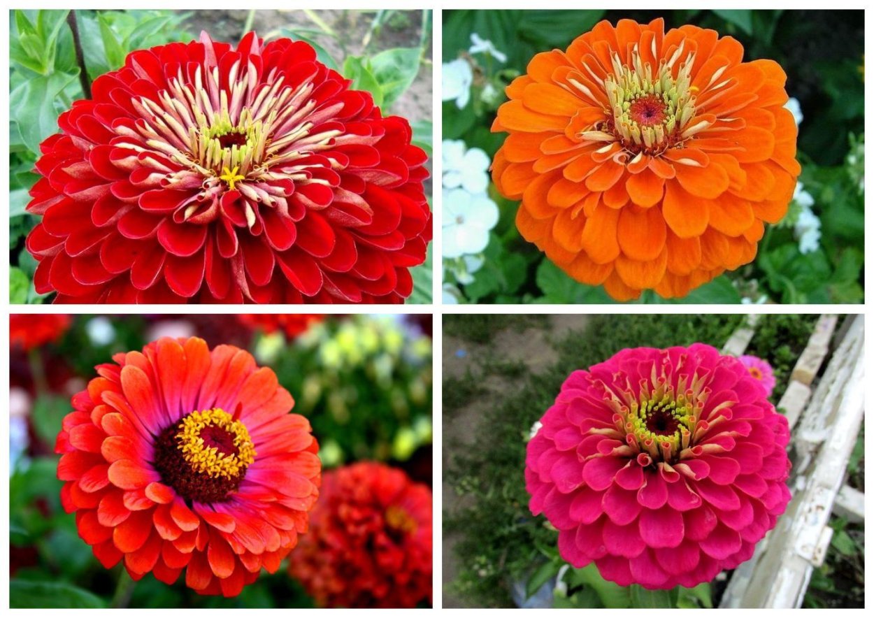 Георгины однолетние низкорослые