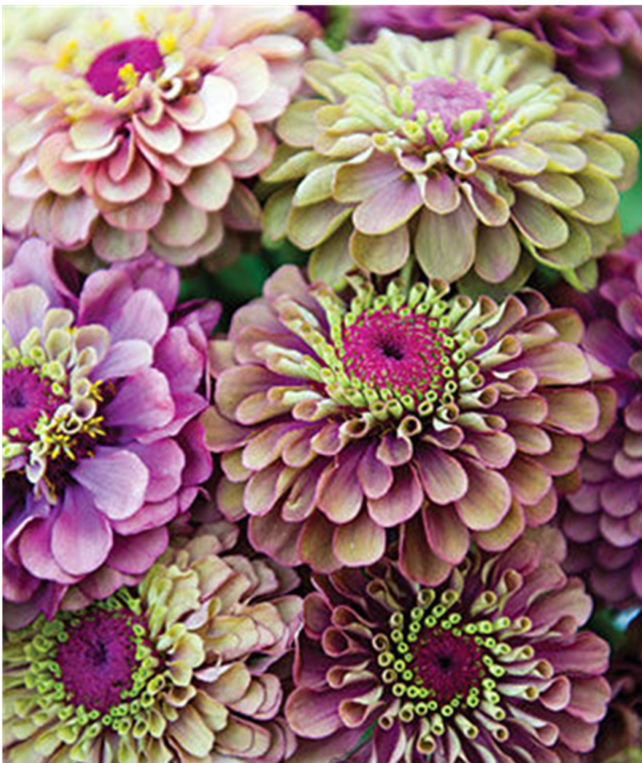 Циния Пепито Дварф микс